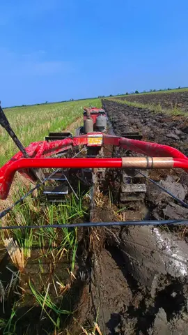 seng podo takok mentahan, iki menthane bolo #mentahan #ngluku #nglukusawah #teamngiwomadang 