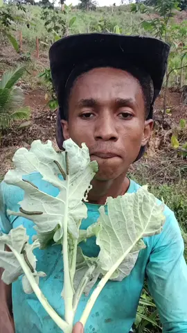 como eliminar as lagartas #vidanaroça #dicas #plantas #largatas 