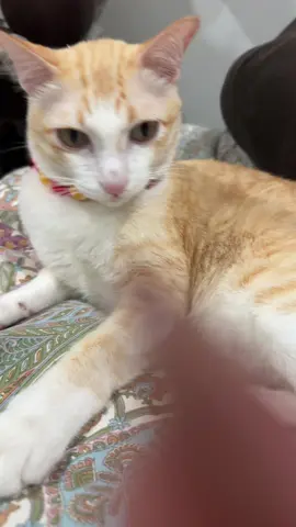 ลูกพี่ซิมรอด งูพยายามแล้วอย่างสุดความสามารถ #fypシ゚ #viral #แมว #แมวน่ารัก #catsoftiktok 