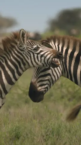 Well, that zebra definitely earned her stripes 😳 With heavy currents and lurking crocodiles, it’s no wonder the Mara River is known as “the river of death.” 🎥 #IncredibleAnimalJourneys is now streaming on @Disney+. 