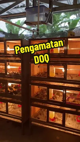 Pengamatan DOQ  #doq #puyuh #fyp #jogja