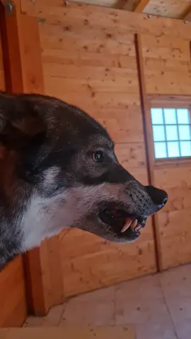 #volaneiperte✈️ #virale #perte #lupidelpollino #canelupocecoslovacco #lupo #clc #wolfmoon #animali #canelupocecoslovaccoita #wolf #wolfdogcommunity #wolfdog #cucciolidicane #clc #cuccioli #parconazionaledelpollino #basilicatadascoprire 