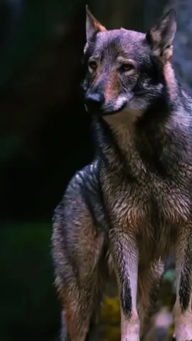 #aguila🦅 #lobo🐺 #❤️ #🐺🦅 #latinosunidos🐺🦅 