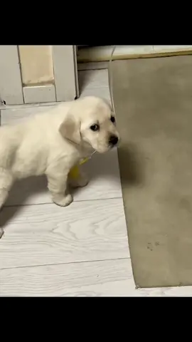 Still getting healthy 🥺 #puppies #cute #labrador #daddyofdogs #fyp 
