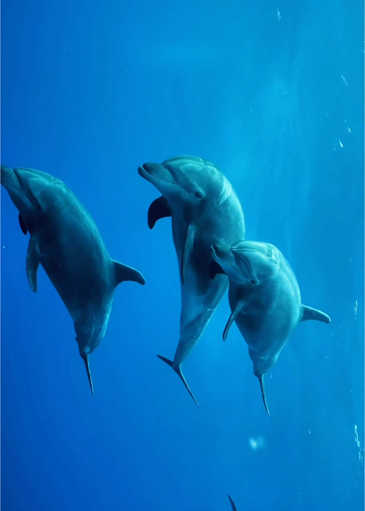 Ocean blue🪼 #ocean #sea #underthesea #wildlife #fishtok #nature #blueaesthetic #fish #blue #calming #dolphin #whale #fy #fyp #fypシ゚ 