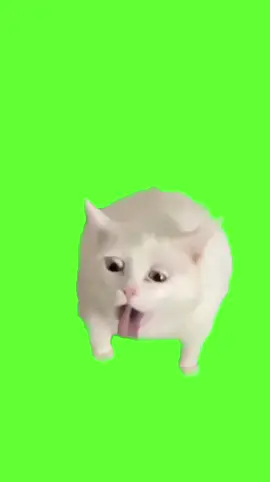 Cat Gags Over Yogurt #greenscreen #catsoftiktok #meme #catlover #belyashcat #smelling#funny#sourcream #fyp #fypツ#2024