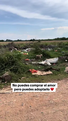 No puedes comprar el amor pero puedes adoptarlo ♥️#animales #mascotas #animls #rescatedeanimales #cachorro #animles #joseayuda #rescue #rescuedog #rescate #cachorros #perro #dog 