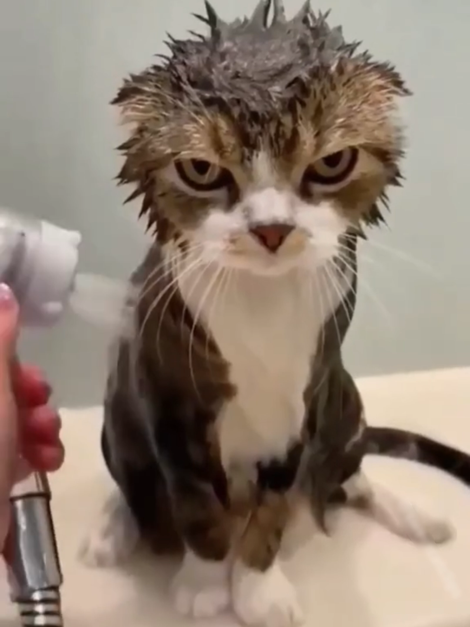 Funny cats bath compilation!😂😂#cats  #pets #animal  #catsoftiktok #funnyvideo #bath