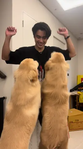 Dancer😂 #goldenretriever #ohmpawat #gold__denn 