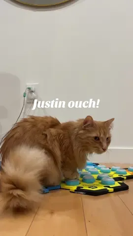 In which Justin asks for snuggles because his tummy hurts 🥺 (I post my videos on a delay — it’s been about a month, & Justin is A-OK! While well-intentioned, I find medical speculation stressful so please trust that we have a great vet & Justin gets regular check-ups 💕) #fluentpet #talkingcat #talkingdog #aic