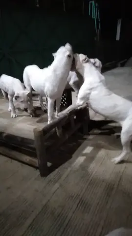 #fyppppppppppppppppppppppp #dogo #dogoargentino #doglover #salamsatuhobi 