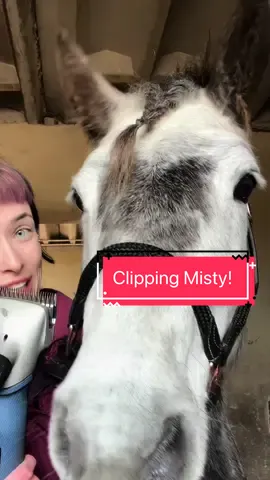 Full video of bald land hippo will be on yt tomorrow🤭 Including a bath and a little turtorial for clipping a nervous horse, i gotchu guys. 🫶🏼 #equestrian #equine #connemara #horsegirl #horsetok #horsetiktok #equestrianvibes #horsesoftiktok #equestrianlife #horseriding #fyp #fypシ゚ #abcxyz #foryou #xyzbcafypシ 