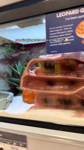 someone convince me to bring her home 😩 #petco #petcommunity #leopardgecko #geckotok #reptilesoftiktok #reptile #clearancefinds #animalsoftiktok #animalrescue #petcare #reptilecare 