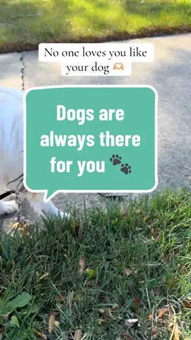WFH dog problems. 🐾 Extra walkies 😂 Your dogs will always be there to support you and to comfort you. Let’s give them the best life they deserve.   #dog #dogs #dogsoftiktok #dogtok #papillon #papillondog #pomeranian #seniordog #seniorpomeranian #dogvideos #newsongrelease #fyp #CapCut 