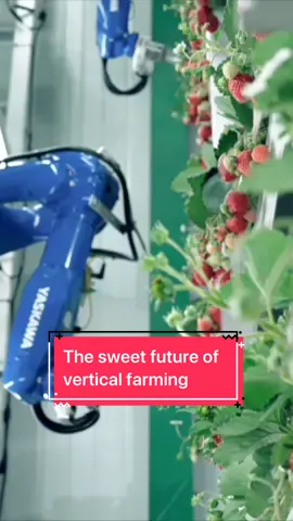 Vertical farming is going to fundamentally change the way we produce food, says entrepreneur Hiroki Koga. In his TED Talk, he highlights how using AI, robotics and indoor bee colonies leads to growing delicious strawberries year-round. Visit the 🔗 in our ☣️ to learn more about how this technology will help advance the future of food. #STEM #oishiistrawberry #strawberry #AI #robots #TechTok 