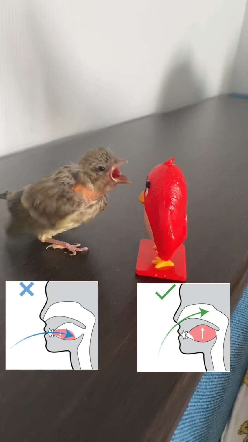 Og: @anna_makhno1105 #mewing #angrybirds #brainrot #fypシforyoupageシ #meme 