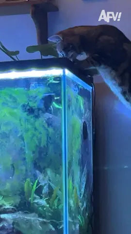 Oh how the turn tables 🐟😹 #afv #cats #fish #funnyvideos