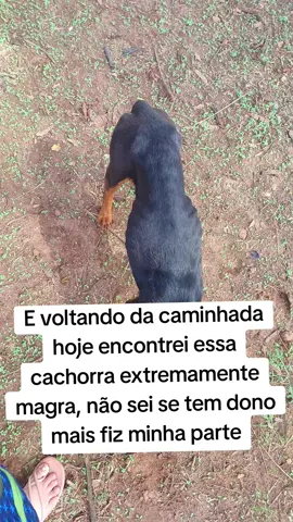 #animaisderua #judiação #animais #maustratos #abandono #cuidado #cachorro 