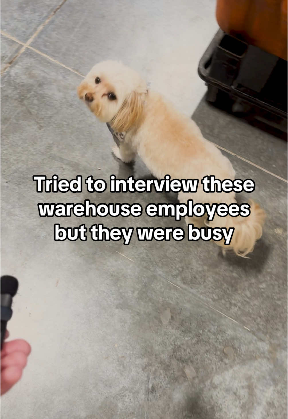 Cant talk, too busy shipping @Wondercide products #ecommerce #businesstok #wondercide #dogsoftiktok #shipstation #ShipYourWay 