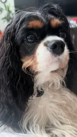 Worth every single penny! #puppy #cavaleiers #cavalierkingcharlesspaniel 