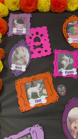 Altar de muertos🕯️🐶😸🧡#altar #mascotas #fy #paratii #altardemascotas #altardemuertos #altardeperritos #petsoftiktok #diademuertosmexico #diademuertos 
