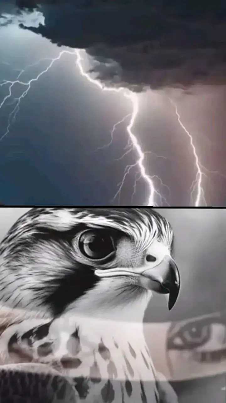 #شيلات  #شيلات_فخمة❤️  #شيلات_حماسيه  #شيلات_طرب  #شيلات_ذوق  #اكسبلورررررررررررررررررررر💥🌟🌟 #اكسبلورررررررررررررررررررر💥🌟🌟 #اكسبلورررررررررررررررررررر💥🌟🌟 