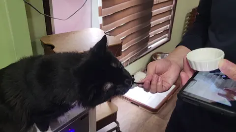 Cat Café Osaka! #hungrycat #cat #fluffycat #japan #catcafe #animealcafeosaka 