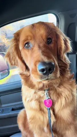 Rusty, my sneaky golden retriever, got into my blue slushie when I wasn’t looking! Now he’s trying to hide his blue tongue from me, but he’s not fooling anyone! 😂🐾 #CaughtRedPawed #BlueTongue #SneakyPup #RustyTheGolden #PuppyTrouble