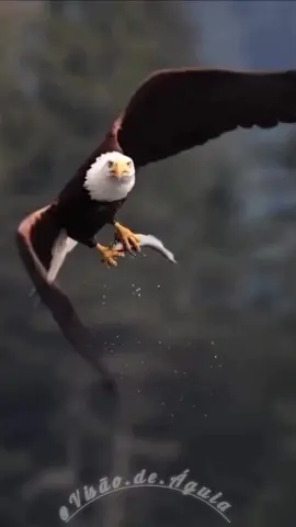 Reflexão! #reflexaodanoite #reflexaododia #sabedoriadeaguiaa #frasesmotivadoras #frasesdedeus #tiktokmotivacional #gratidaoadeus 