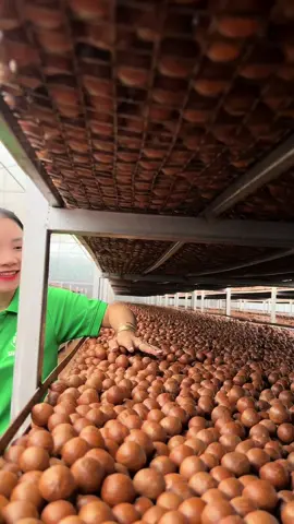 Hạt macca #hatmacca #macca 