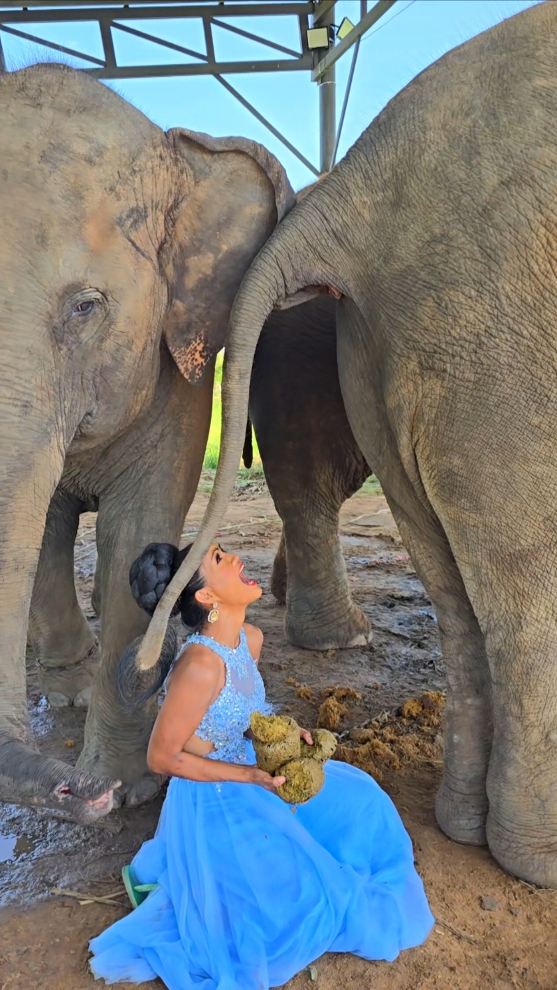 #please #pleasepleaseplease  #พังลําดวน #ชาลิตา🐘 #ชนุตม์  #ควาญช้างสาว #กะเทยเลี้ยงช้าง #🇹🇭 #บุรีรัมย์ #buriram 