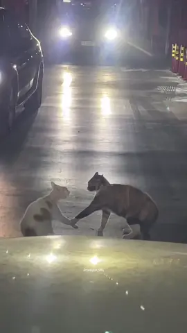 Good Pagi, Selamat Morning, Flea. Detik-detik menuju weekend Pertanyaan hari ini: What in the Cat-drama is this? cr: @/dreamycat_996 (IG) #PLAVE #plavekpop #plavefanclip #namyejun #hannoah #chaebamby #doeunho #yuhamin 