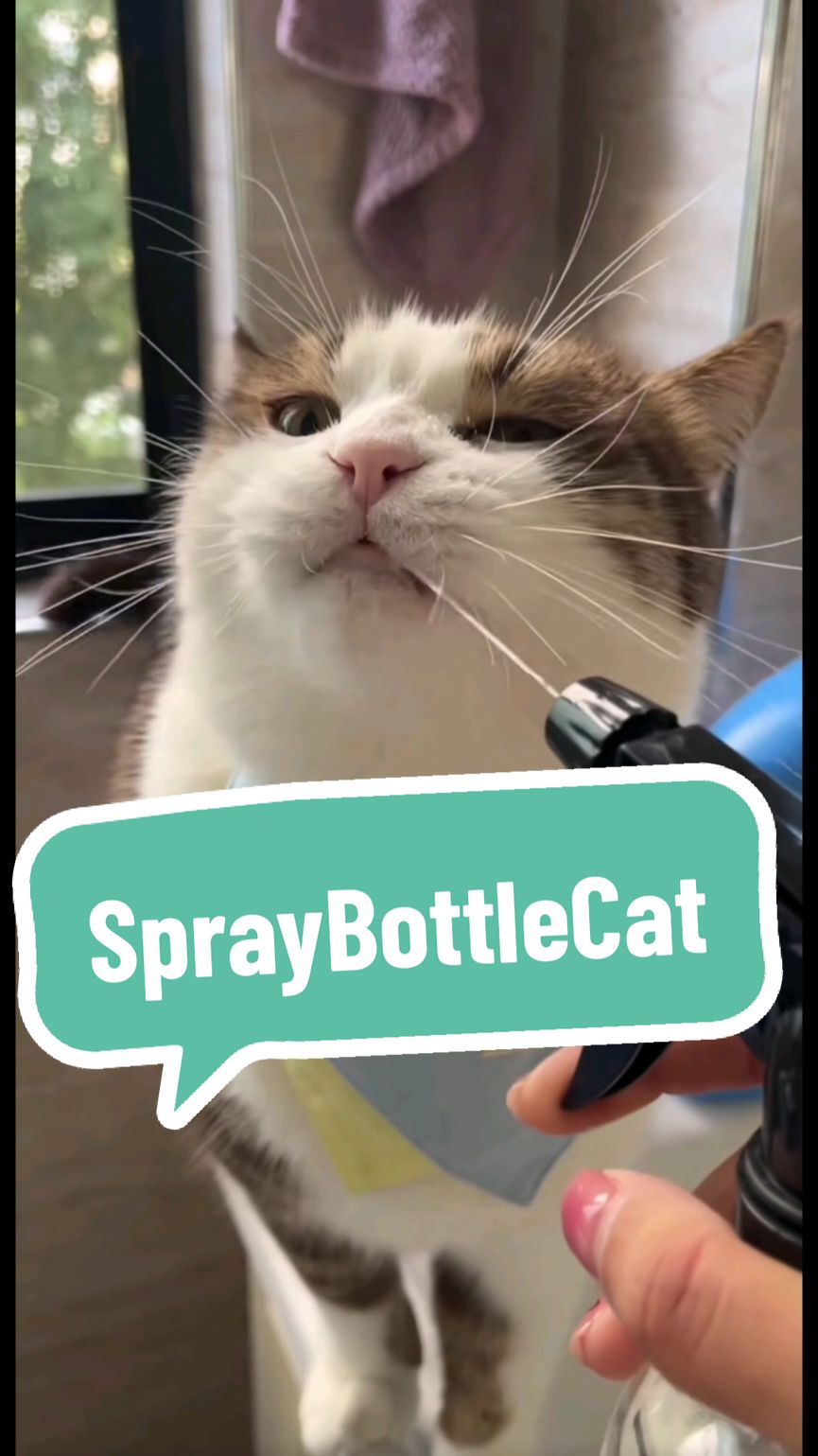 When your cat has a unique taste in water sources 💦😽#catsoftiktok #cutecat #spraybottlecat #lovecats #catshydration #PetsOfTikTok #petlover #petlife #cute 