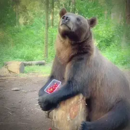 i morphed into a bear help me! #bear #brownbear #blackbear 