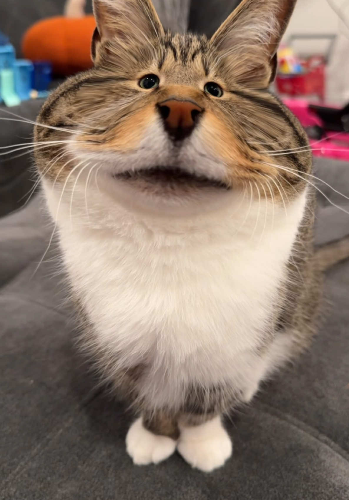 😅😅😅#cats #catsoftiktok #fypage #fypシ゚viral #fyp #funny #filter 