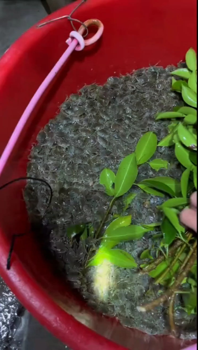 cua mít#cuagiong #dattravinh #xuhuongtiktok #fyp #foryoupageofficiall 