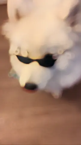 R-O-C-K-S-T-A-R 😎#fyp #rockstar #foryoupageofficiall #puppy #dog #tiktokpuppies #dogsoftiktokviral #trendingvideo #2024president #funny #rockstar #rockstarenergy #dogsvideo #dogs #paratii 