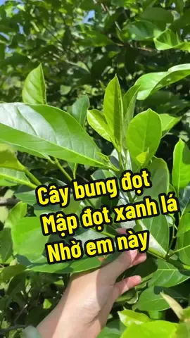 Phân bón giúp cây bung đọt mập đọt xanh lá dày lá 🥰#nhavuon #tuoimecay #xuhuong #lamvuon #nhanong #saleluongve 