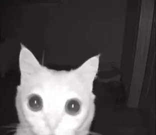 #cat #gato #offlain