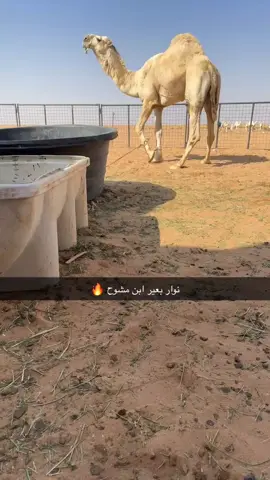 نوار ولد الحاكم  ‏لـ محمد بن مقيم ابن مشوح آل بريك