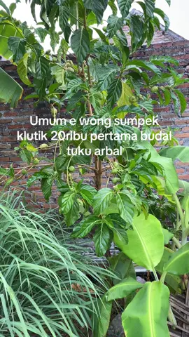 Gak ngunu ta son?#mojokerto24jam🤙#foryoupage 