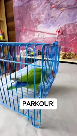 someone get them a medal 🥇 (Source: @mii4953 ) #parrots #parrotsoftiktok #fyp