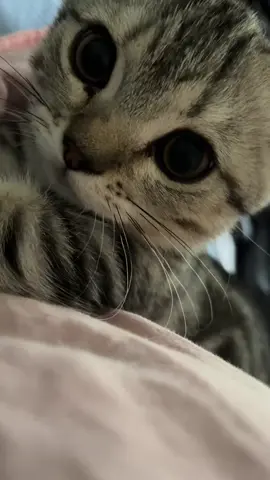 Nice voice, good-looking baby.#cutecat #pet #kucing #kitty 