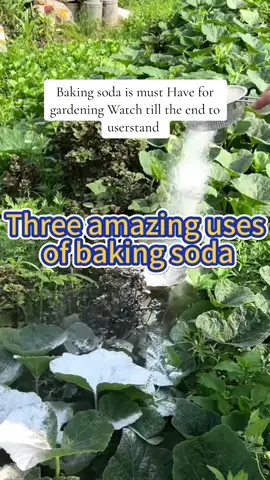 Unbelievable role of baking soda in Agriculture #Viral #Trending #ForYou #FYP #ExplorePage #ViralVideo #MustWatch #WatchThis #GoingViral #ViralContent #Foodie #Yummy #Delicious #FoodPorn #OOTD #FashionInspo #Style #FashionGoals #FitnessMotivation #Workout #FitFam #HealthyLiving #Wanderlust #TravelGoals #Explore #Adventure #DIYProjects #Crafty #HomeMade #LifeHacks #Halloween #Christmas #Thanksgiving #NewYears #SummerVibes #BackToSchool #SpringBreak #LikeForLike #FollowForFollow #CommentBelow #sharethelove #garden ##gardening101 