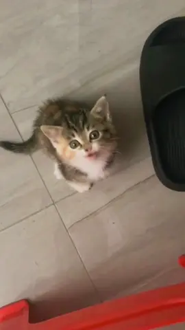 Kitten fall🆘🤣🤣#cat #catsoftiktok #cats #funny #for #foryou #fyp #foryoupage #funnyvideo #cute #pet #cutecat #animal #animalsoftiktok #usa🇺🇸 #catlover #tiktokcats #pets #kitten #funnyanimals 