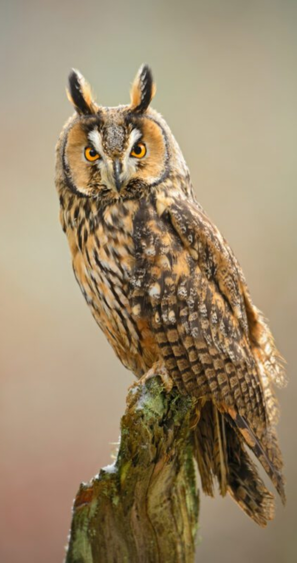 Owls, which include more than 200 species of solitary and night birds of prey, feature an upright stand, a large and wide head, bilateral vision, strong hearing with both ears, sharp claws, and feathers ripe for silent flight. Exceptions include Northern Falcon Day Owl and Burrow Owl  #owl #🦉 #video #✅️ 