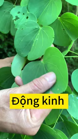 Động kinh.                                            #thaoduoc #thaoduocdantoc #thaoduocdantoccaolan #LearnOnTikTok #chuthanhthaoduocdongbac 