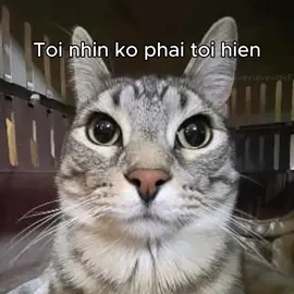 tag ban be de cho no biet #vuivevuivesibidi #fypp #memestiktok #giaitri #catmeme #cutecat #xhtiktok #tiktokviral #memelord #xh #xuhuong2024