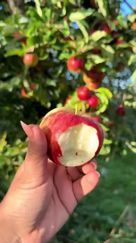 It taste great when you eat directly from tree i swear..so refreshing 🤤#asm #apple #appletree #nature #naturefrance🇫🇷 #paris #aesthetic 