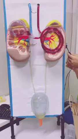 #Urinarysystem #Human #smart #easy #learning #Biology #medicalscience #just #Foryou @TikTok #project #schoollife #students #follow my account for more vedios  ❣️